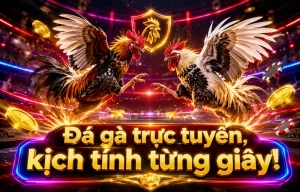 Đá Gà cafeserranopr giao diện sảnh live